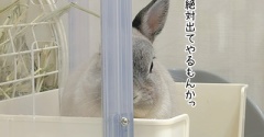 うさぎのルリ(10/24追記)