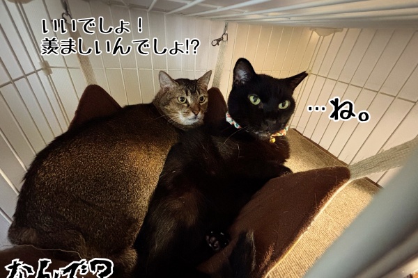 猫とお酒と日々のこと Powered by ライブドアブログ