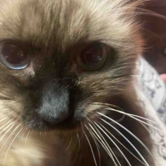 衣類で猫に注意が必要な理由