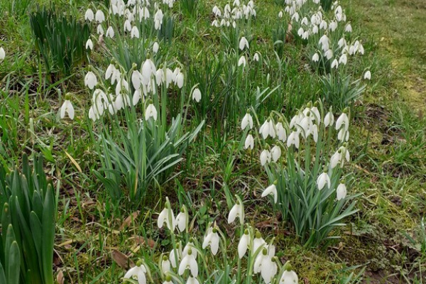 おとぎの国のガーデナー スノードロップ