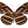 コミスジ♂ (ラオス) Neptis sappho astola