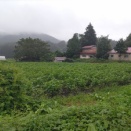 歌に救われる日々