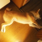 風太通信～柴犬風太の日記帳