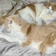 食欲不振のこゆきに寄り添うメルシー