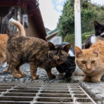 猫写真家・沖 昌之のブログ　野良ねこちゃんねる。　