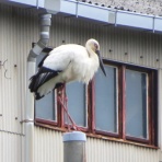 花鳥いろいろ 四季の野鳥