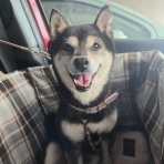 Go forward! forわんDog