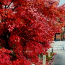 京都 智積院の紅葉2025 と 兵庫 むらかみ農園 いのちの壱