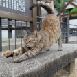 猫がストレッチする写真は癒されるぅ〜♪