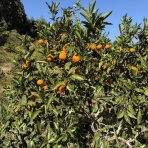 房総の不動産会社 エンゼル不動産房総店リゾート日記