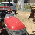 交通安全祈願