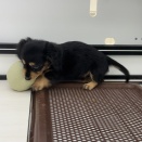 🐶今週のわんこ🐶