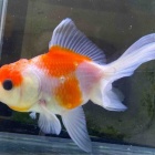 『金魚•メダカ入舎情報📢』の画像