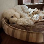 サマジニのいる生活Samajini Diary