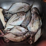 からすが夢を見るころに