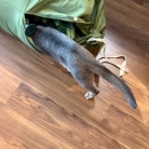 クリスマスツリーを出しました