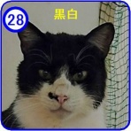 魚沼アニマルサポート・毎日里親募集中