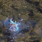 『投稿：カワセミトビモノ③　2021/02/17』の画像