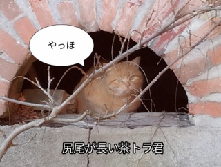 ピカピカのフェーブ