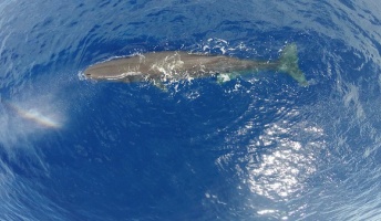 潮吹きで虹を作り出すクジラの姿をご覧ください【動画】