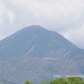 ナガミヒナゲシ