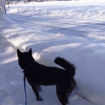 甲斐犬ケータを探して！
