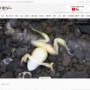 望まぬ相手との交尾を拒否るためにメスガエルは死んだふりをすると判明