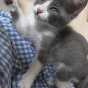 ユニークな猫の写真を集めてみました