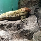 水族館来たんやけど