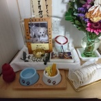 筆頭飼い主のブログ