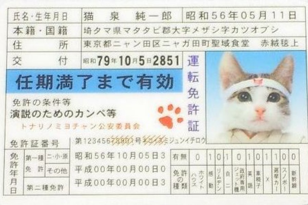 運転免許証を無くしたらここを探せ カビパラ カピバラ