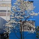 会社のハナミズキ　満開まじか？