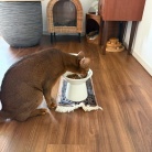猫たちのフードボウルを新調した
