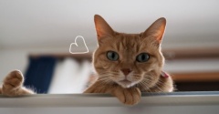 下から見上げた猫♪