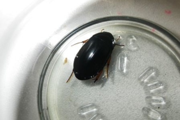 毎年恒例 虫捕りたちのつぶやき