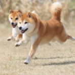 わんわんアイランド淡路島