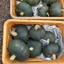 カボチャ収穫