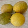 レモンが初めて収穫できました