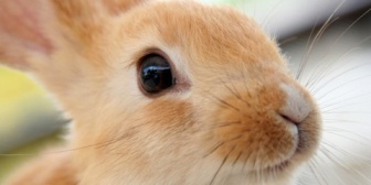 友達が飼ってるウサギの写メを彼氏に送ったら、いろんな意味で別れたいと思った