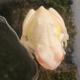 実家帰ったらアルビノのアマガエル母親が飼ってた（※画像あり）