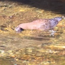 カワガラス子育て中。ハゼ食堂シロハラしか来ず。