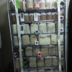 SIGEのくわがたや