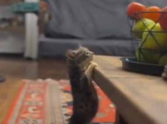 大切なのは、最後まで諦めないことだ。テーブルの上に登りたい！ → ２匹の子猫、がんばります…