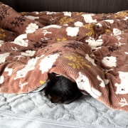 【猫写真】布団の横から顔を出すアヤちゃん