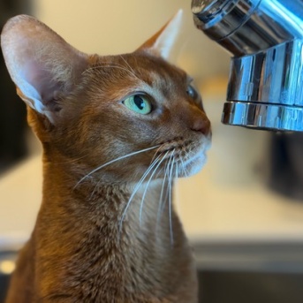 相変わらず、ちょろりのお水の番人をしているひめちゃん