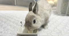 うさぎのルリ(9/2追記)