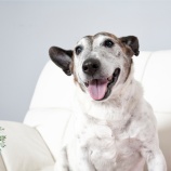 『犬との暮らし方を整理してみましょうか　犬の笑顔が見たいから』の画像