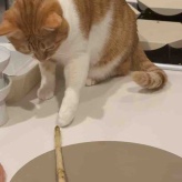 ポリポリ腸活！歯ごたえとしっとりささみで満腹感【甘辛照り焼き鶏ごぼう】