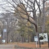 【閲覧注意】札幌の円山公園、ゴキブリの聖域になっていた