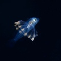 5月9日　刺激的な水中生物